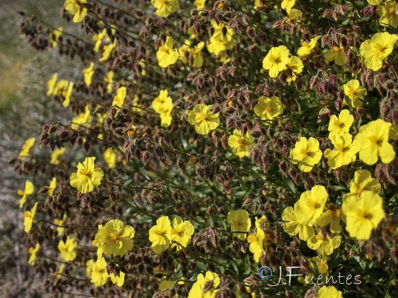 Helianthemum alypoides.15