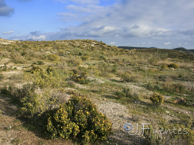 Helianthemum alypoides.23