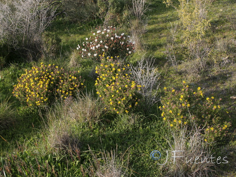 Helianthemum alypoides.24