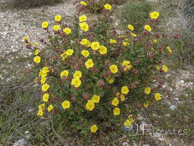 Helianthemum alypoides.27