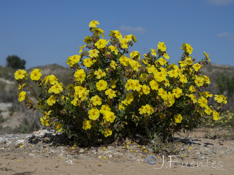 Helianthemum alypoides.10