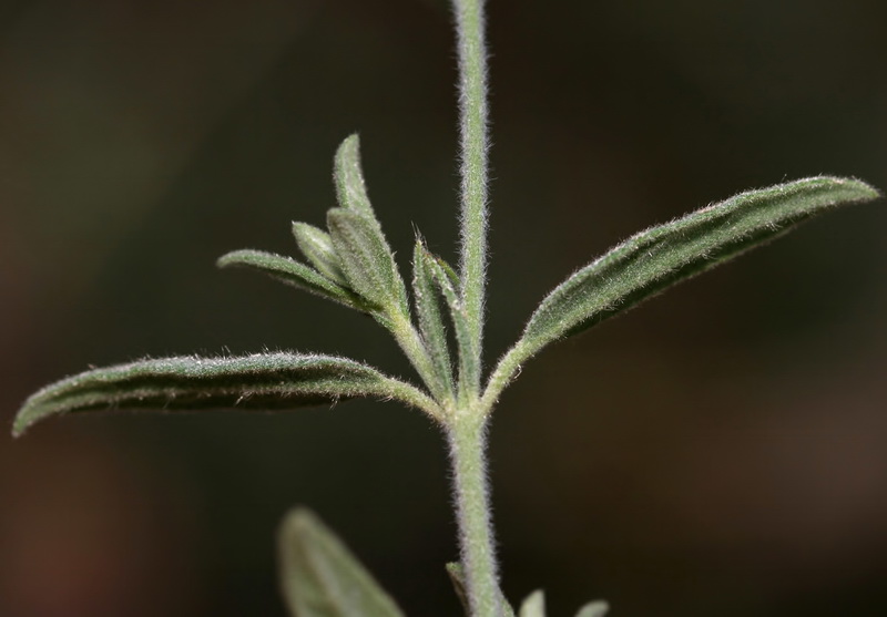 Helianthemum apeninum apeninum.04