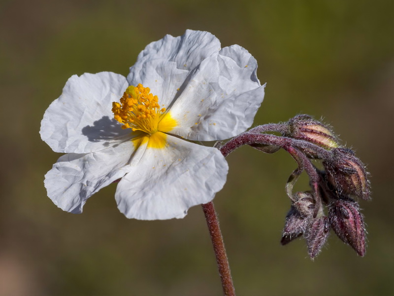 Helianthemum apeninum apeninum.10