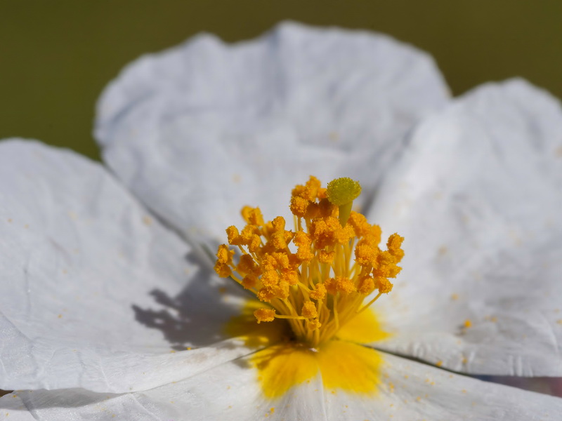 Helianthemum apeninum apeninum.11