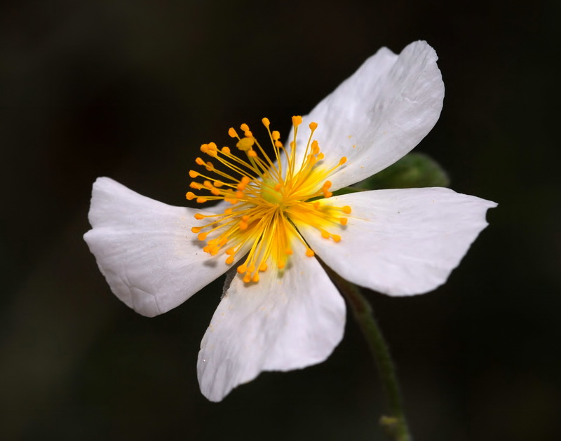 Helianthemum apeninum apeninum.12