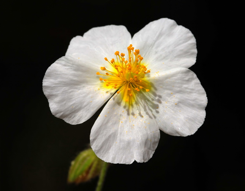 Helianthemum apeninum apeninum.13