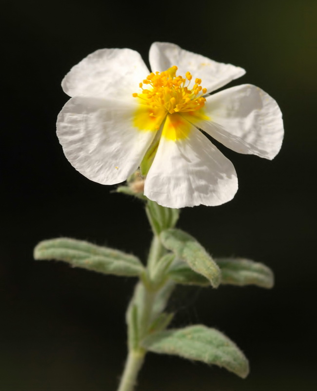 Helianthemum apeninum apeninum.14