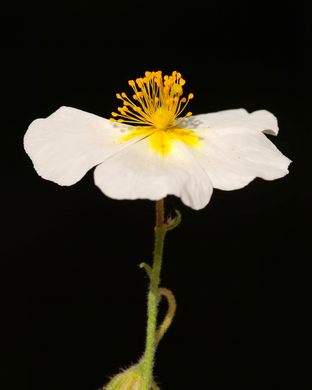 Helianthemum apeninum apeninum.15