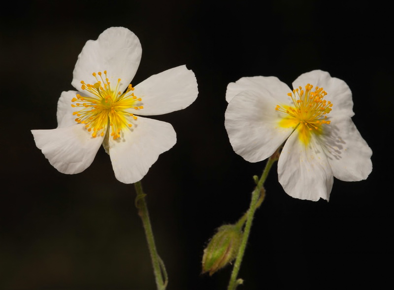 Helianthemum apeninum apeninum.16