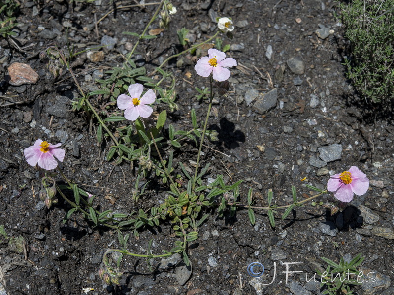 Helianthemum apeninum apeninum.02