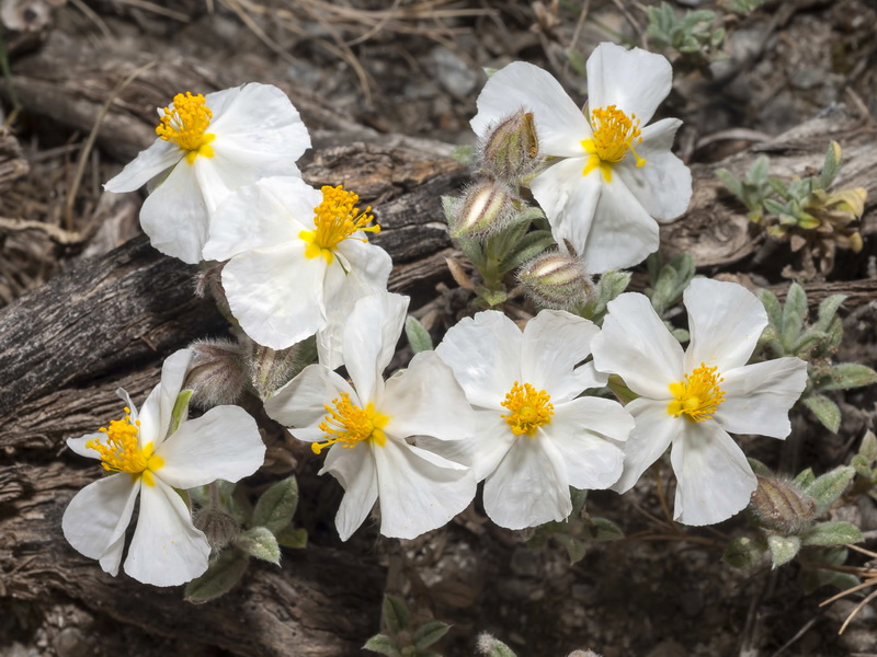 Helianthemum apenninum estevei.04