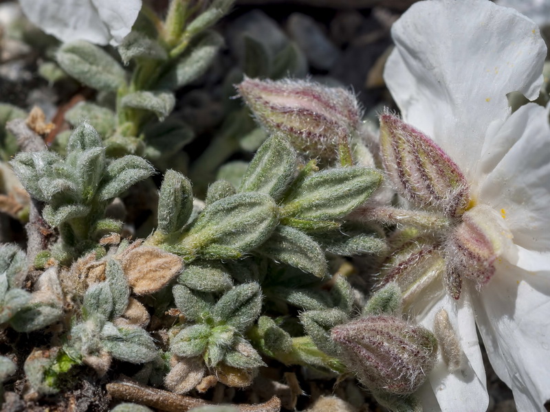 Helianthemum apenninum estevei.06