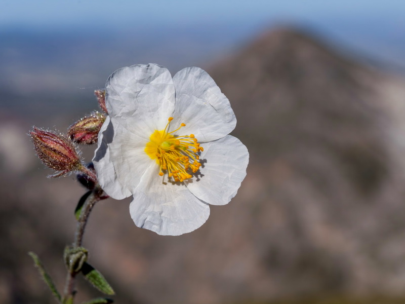 Helianthemum apenninum estevei.12