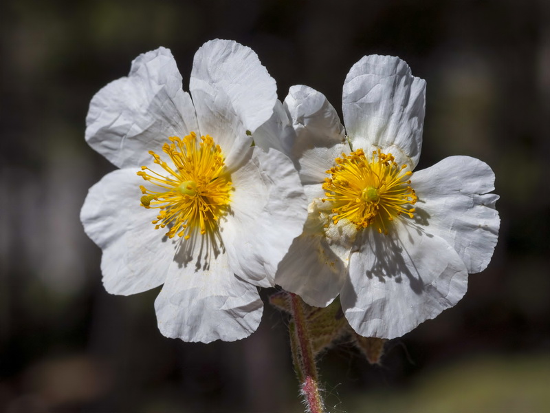 Helianthemum apenninum estevei.14