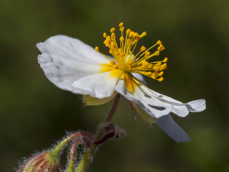 Helianthemum apenninum estevei.18