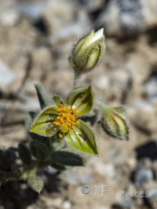 Helianthemum apenninum estevei.36