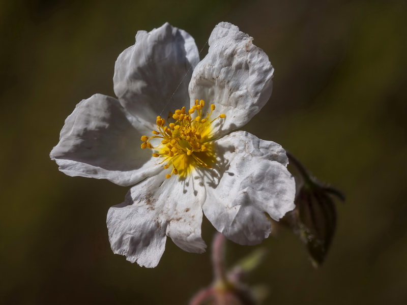 Helianthemum apenninum estevei.38