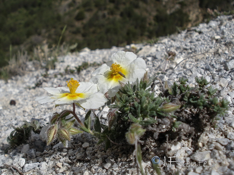 Helianthemum apenninum estevei.40