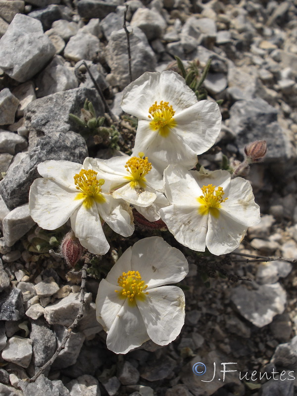 Helianthemum apenninum estevei.41