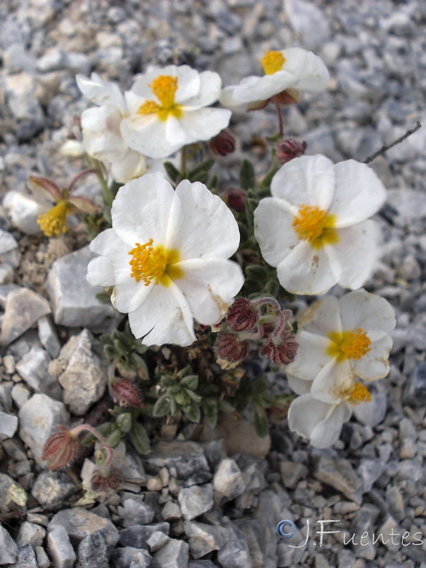 Helianthemum apenninum estevei.42