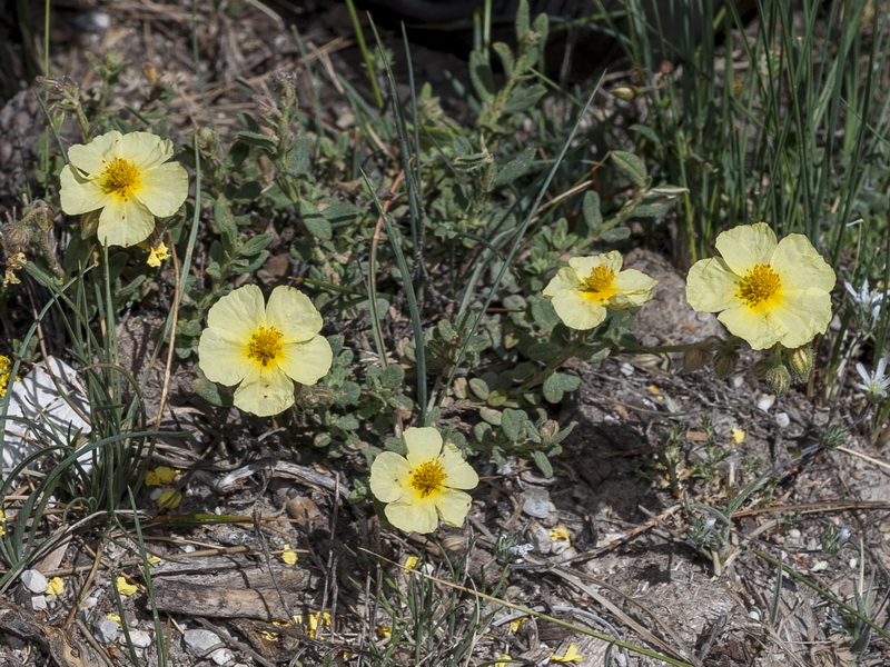 Helianthemum apenninum stoechadifolium.01