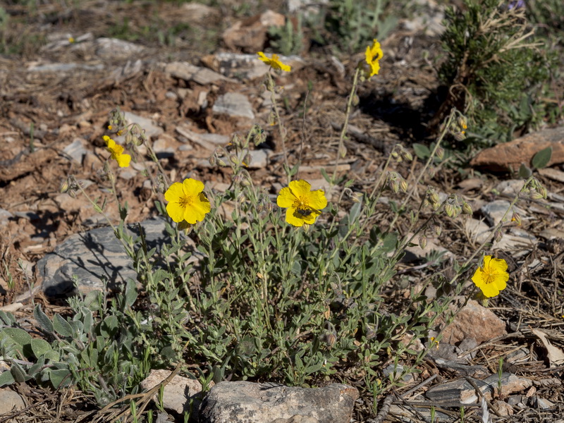 Helianthemum apenninum stoechadifolium.02