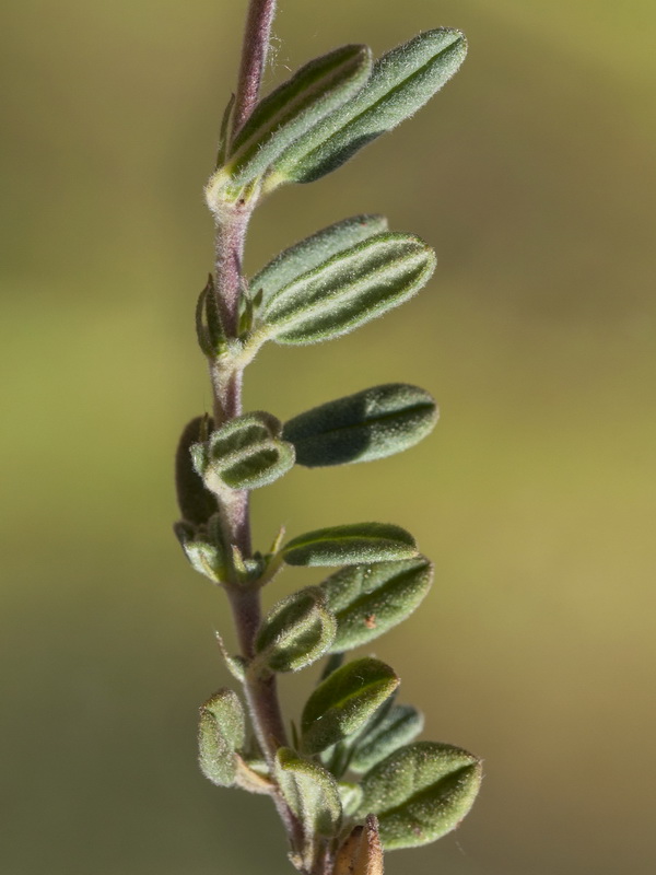 Helianthemum apenninum stoechadifolium.04