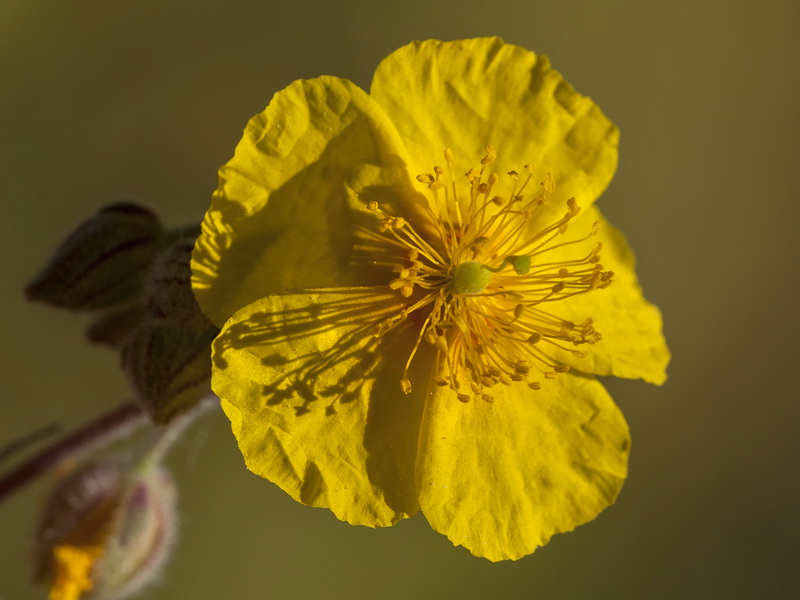 Helianthemum apenninum stoechadifolium.09