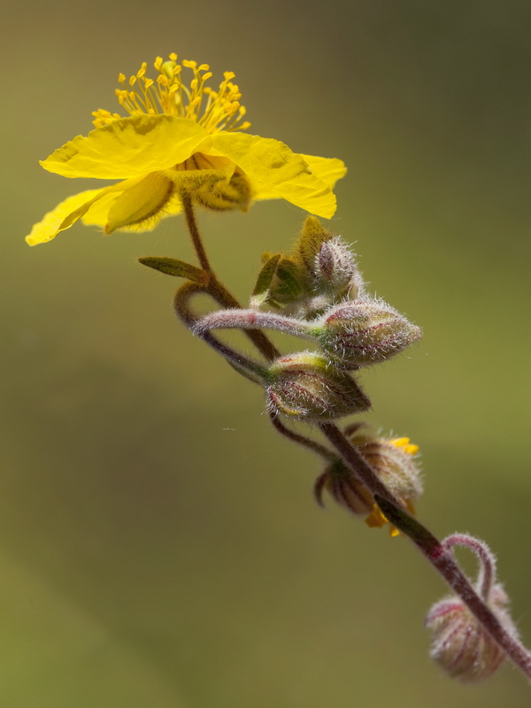Helianthemum apenninum stoechadifolium.10
