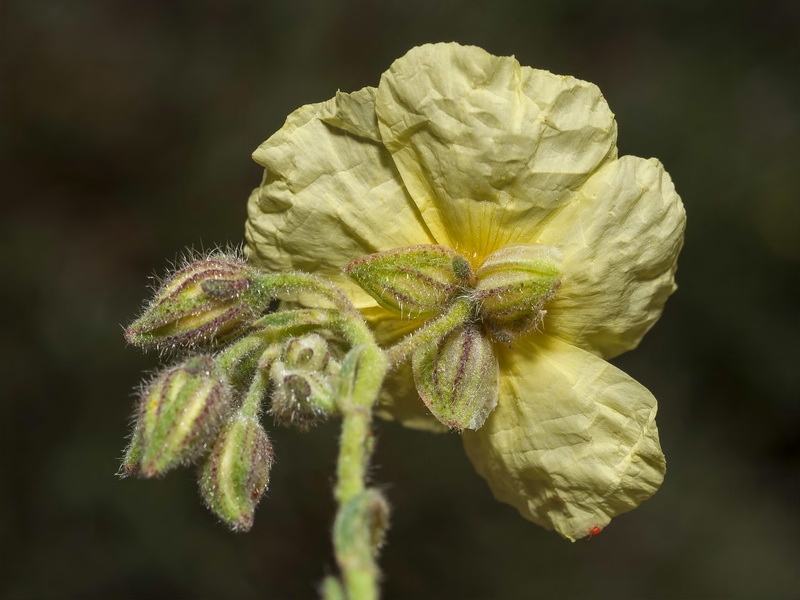 Helianthemum apenninum stoechadifolium.14