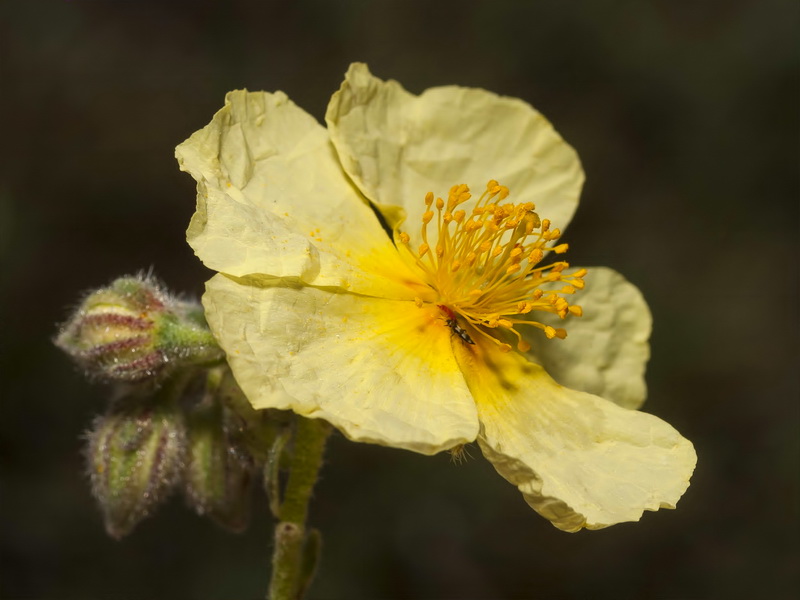Helianthemum apenninum stoechadifolium.16