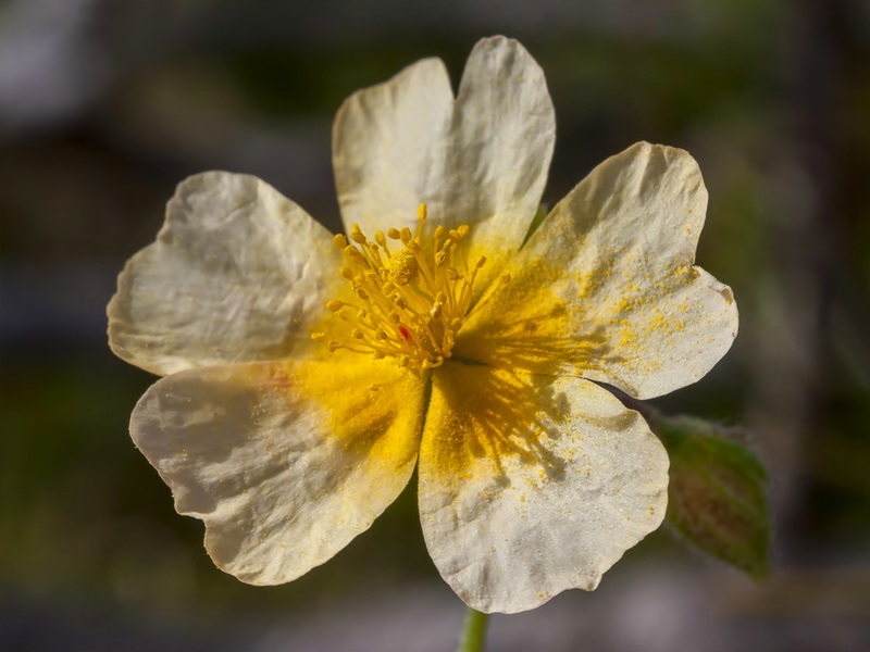 Helianthemum apenninum stoechadifolium.22