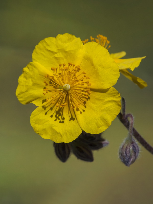 Helianthemum apenninum stoechadifolium.28