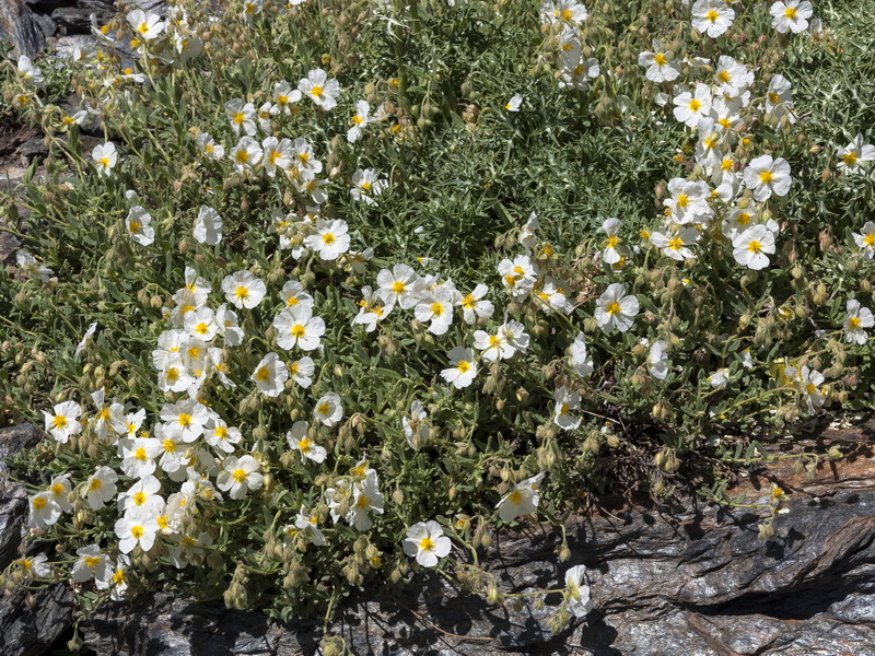 Helianthemum apenninum suffruticosum.01