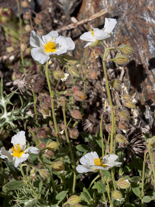 Helianthemum apenninum suffruticosum.02