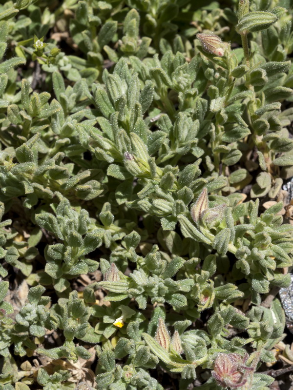 Helianthemum apenninum suffruticosum.03