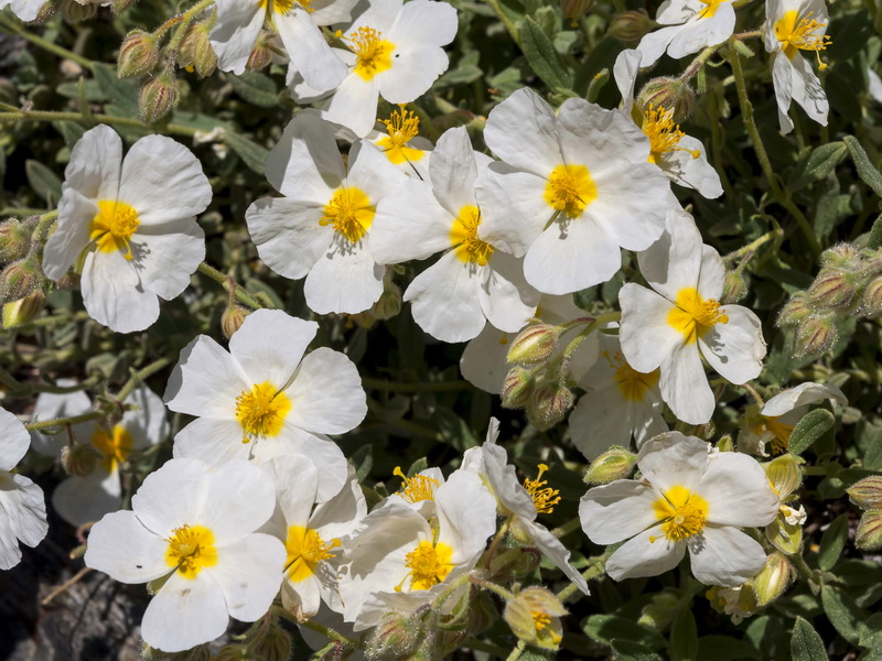 Helianthemum apenninum suffruticosum.05