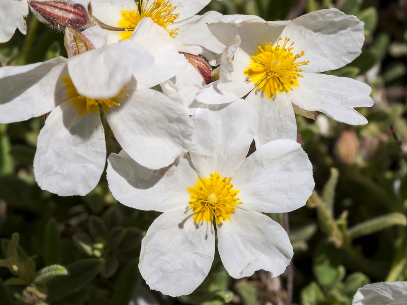 Helianthemum apenninum suffruticosum.06