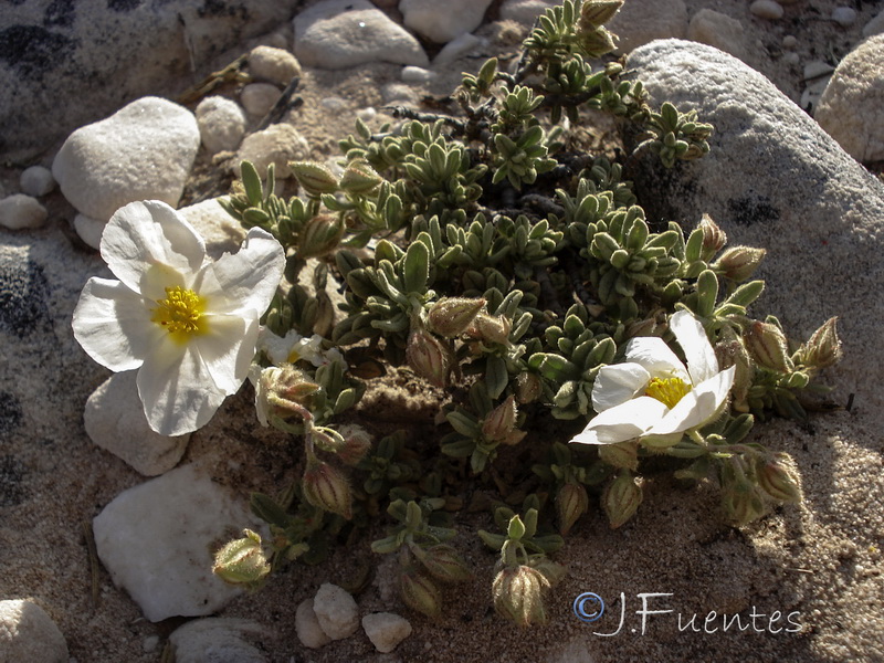 Helianthemum apenninum suffruticosum.09