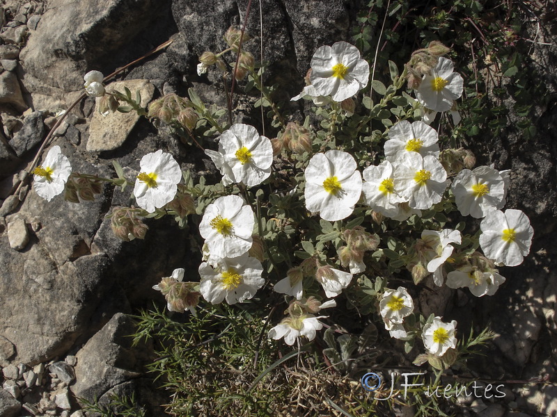 Helianthemum apenninum suffruticosum.10
