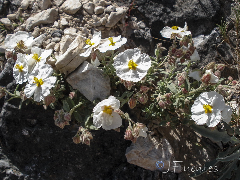 Helianthemum apenninum suffruticosum.11