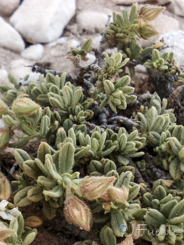 Helianthemum apenninum suffruticosum.14