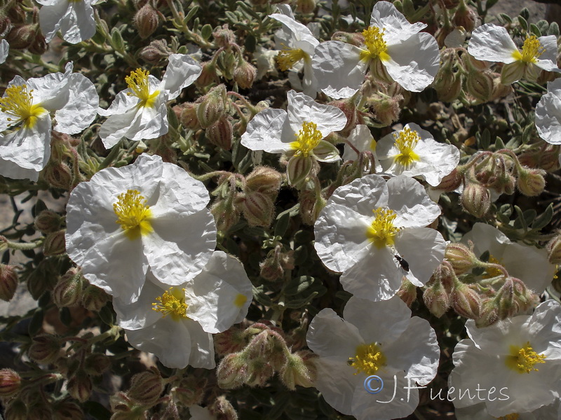 Helianthemum apenninum suffruticosum.16