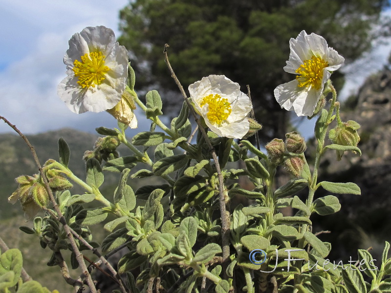 Helianthemum apenninum suffruticosum.17