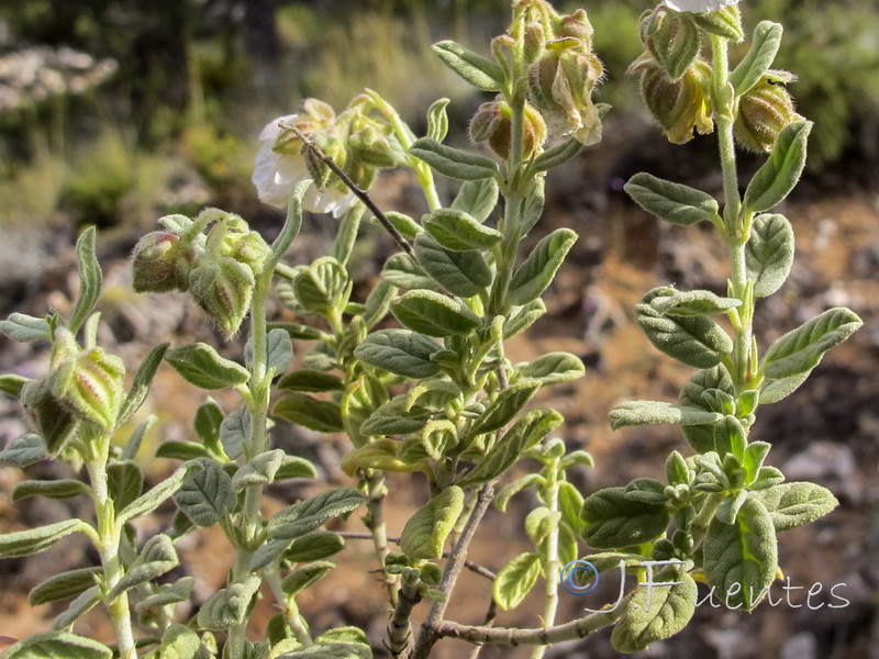 Helianthemum apenninum suffruticosum.18