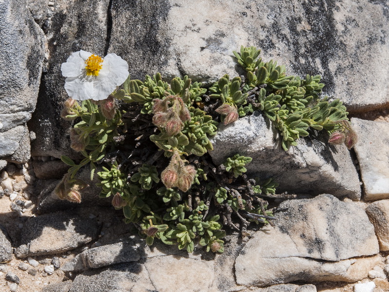 Helianthemum apenninum suffruticosum.19