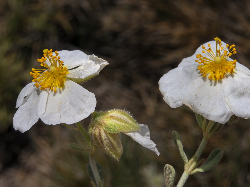 Helianthemum apenninum suffruticosum.20