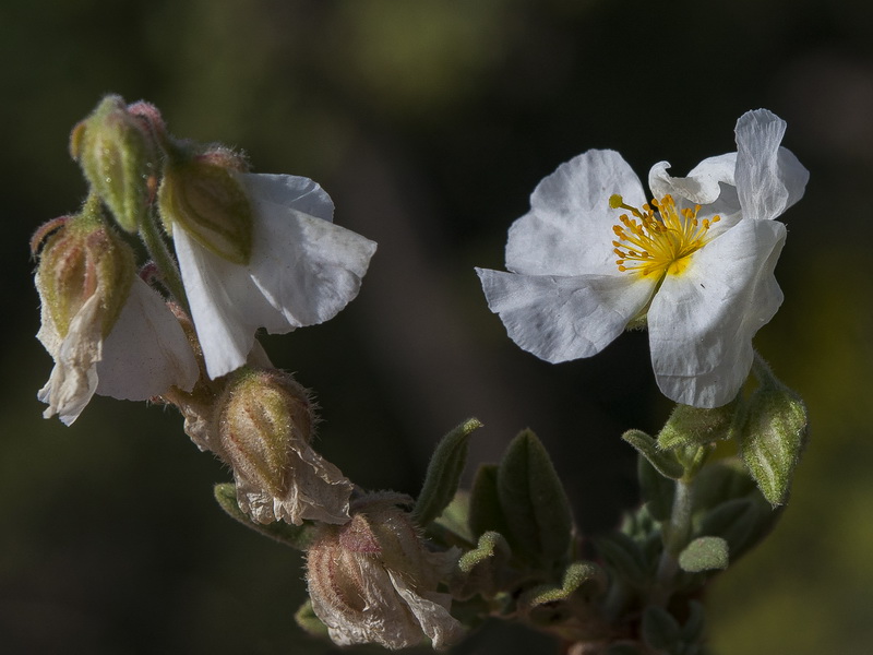 Helianthemum apenninum suffruticosum.30