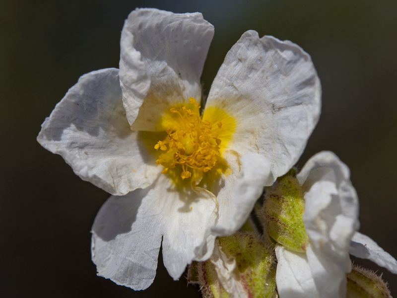 Helianthemum apenninum suffruticosum.32