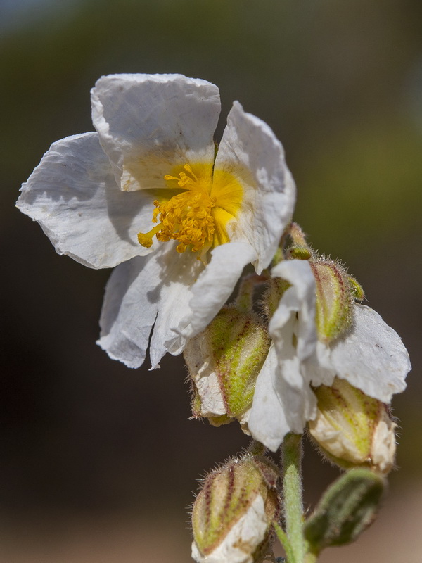 Helianthemum apenninum suffruticosum.33